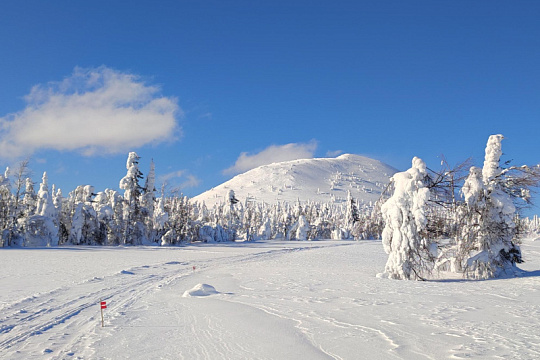 Ослянка на лыжах